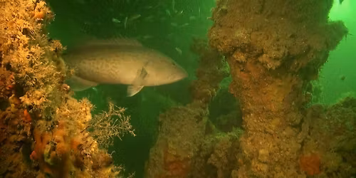 SW FL Regional Artificial Reef Workshop 2026