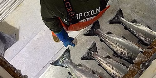Wild Seafood Connection