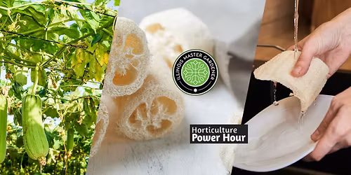 Grow Your Own Bath Sponge | Grundy County