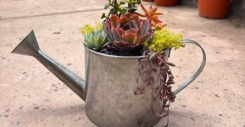 Plant Camp - Succulent Watering Can Workshop 7\/25