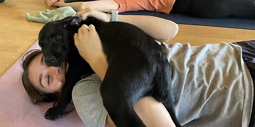 DNYP - Pups and Poses at GlassDoor Fitness!