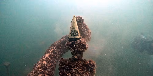 New Year\u2019s Dive 2026\ud83e\udd73