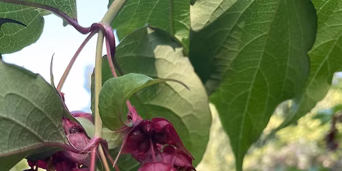 Plantemarked i Botanisk Have Aarhus