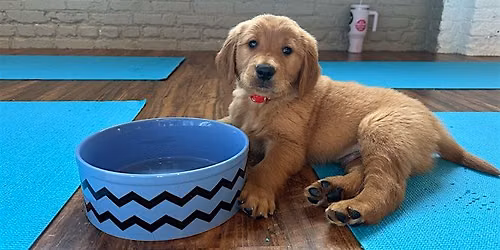Puppy Yoga Toronto