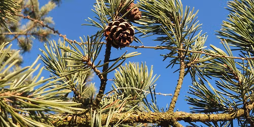 Introduction to Conifer ID Workshop