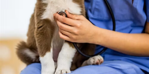 Entiende mejor a tu mascota: Taller de nutrici\u00f3n veterinaria