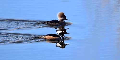 Waterfowl Wander at Waneka Lake