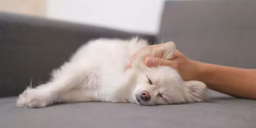 Understand Dog Pain & Discomfort