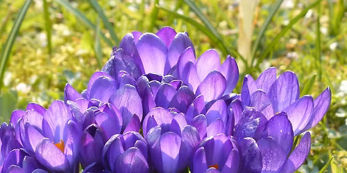 Grief Support Group - Bentonville