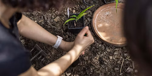 D\u00e9couvrir les principes de la germination et r\u00e9alisation de semis
