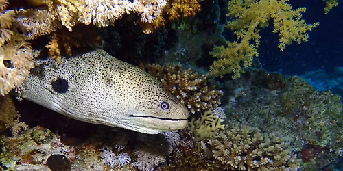 Mega Dive - RED SEA - Liveaboard- NOV\u00ba\/DEZ 2025