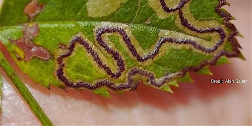 Introduction to Leaf Miners: Training for Beginners