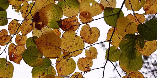 TR\u00c6R I BYEN. Hvordan kan tr\u00e6rne langs Madlaveien overleve bussveiutbygging?