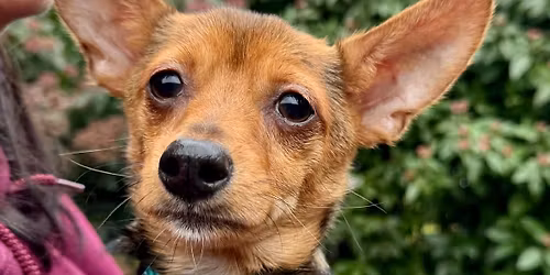 Adoption Event at Coastal Farm and Ranch - Auburn