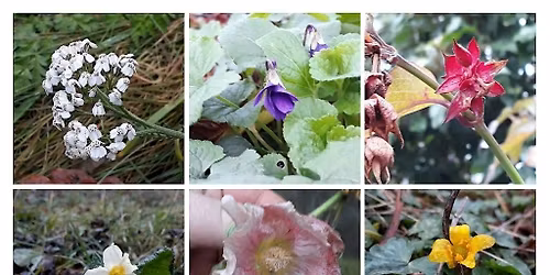 New Year's Plant Hunt at University of Worcester