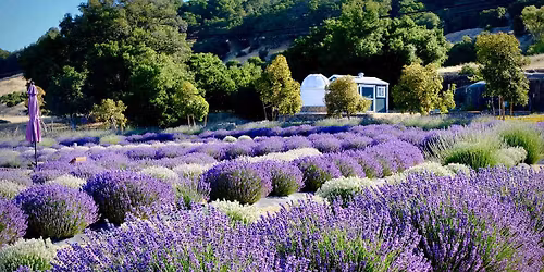 Lavender Bloom Fest