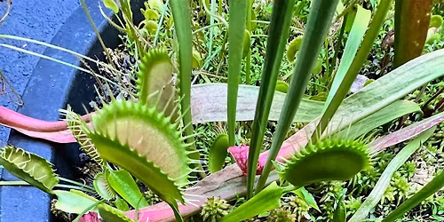 Carnivorous Plant Basics and DIY Bog Gardens