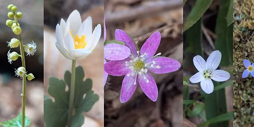 Early Spring Wildflowers Mosey on Forest Therapy Trail