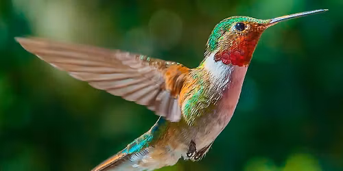 Bird Banding & Birding Hike
