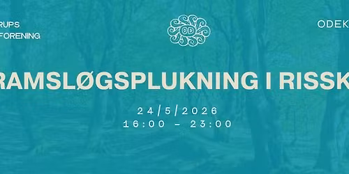 Ramsl\u00f8gsplukning i Risskov