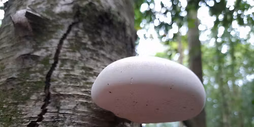 Mushroom Identification and Foraging Event 01\/11\/2025