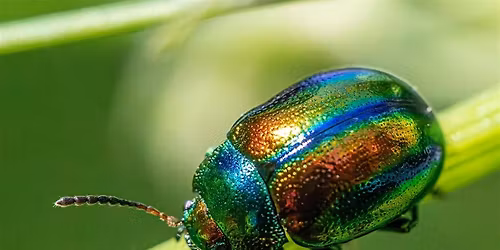 Nature Talk: Stephanie Dole