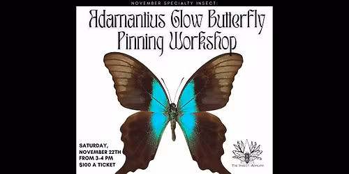 Adamantius Glow Butterfly Pinning Workshop