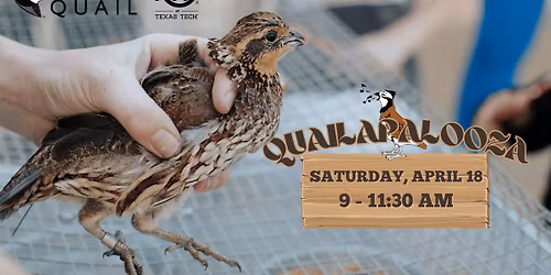 Quailapalooza