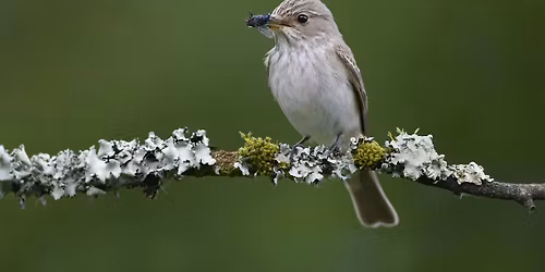 Terry's Friday Birdwatching Walks