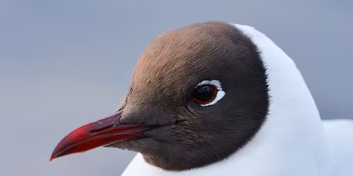 5.5. Lintuk\u00e4vely Iidesj\u00e4rvell\u00e4