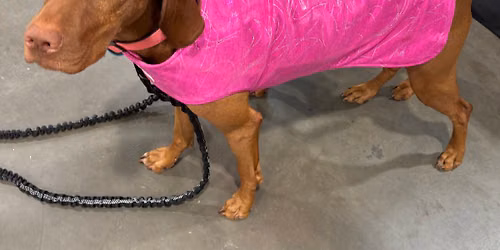 Greeley Dog Show (Greeley CO) 
