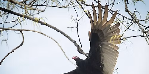 Out in the Parks: Friendsgiving