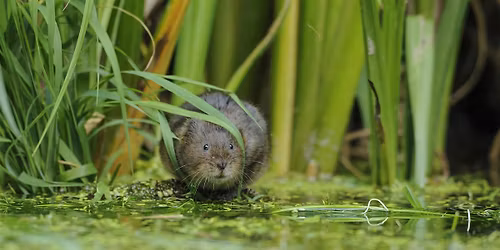 Water Voles and other Riverside Mammals with Ruth Hawksley and Iain Webb