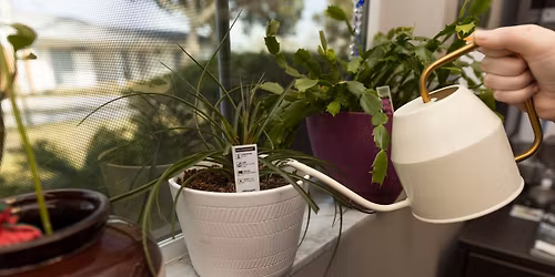 Garden & Landscape Help Desk at Home Depot - Success with Houseplants