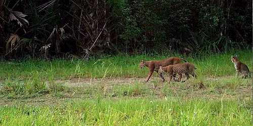 The Secret Lives of Panthers and Bobcats