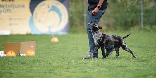 Rally Obedience alapoz\u00f3 tanfolyam