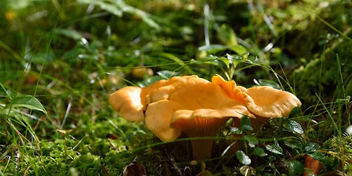 Intro to the Fleshy Fungi of the NC Arboretum
