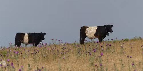 Livestock Checkers Course - LANTRA accredited