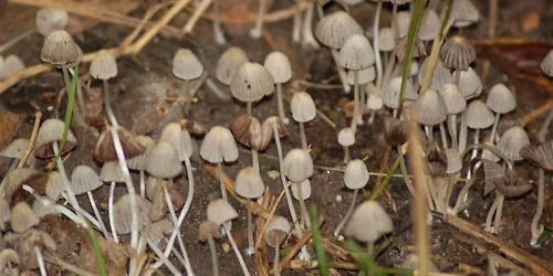 4th Sunday Nature Walk - Jean Suplick leads a Mushroom Walk