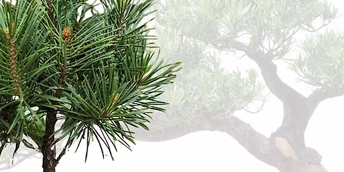 Beginner Bonsai Workshop