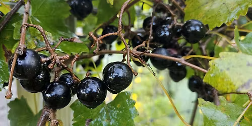 Fall Fruit Tree and Berry Care Workshop