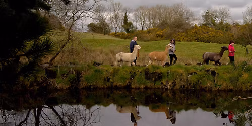 Alpaca Trekking on a Beautiful 1.4km Scenic Trail - County Down - 25mins from Belfast