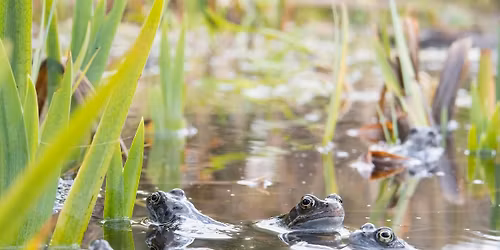 Nature Tots at Centre for Wildlife Gardening - Spring 1 (Jan-Feb 2026)