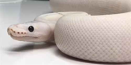 Nebraska Reptile Breeder Expo