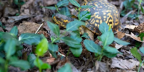 Project ReWild