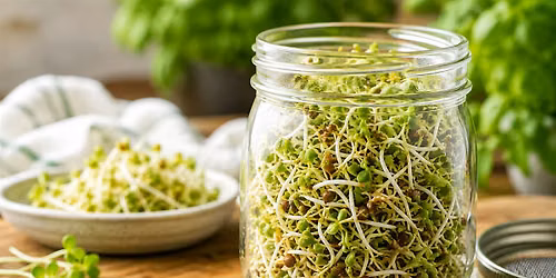 Grow Fresh Sprouts in a Jar