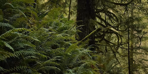 Public Trail Day on Mushroom Climb Trail