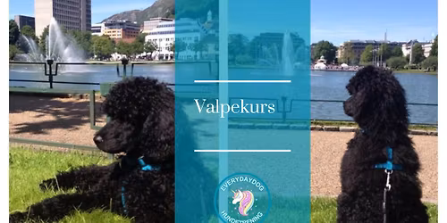 Valpekurs - oppstart 2. desember 2025