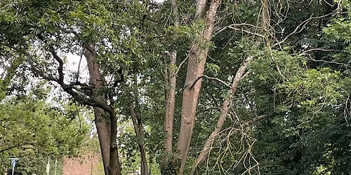 Feeling Chipper at Bedgrove Spinney