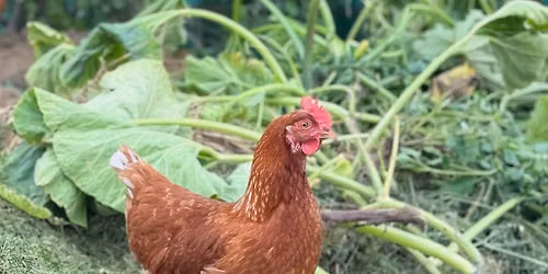Farm\u00e1\u0159sk\u00fd trh v Soul.adu \ud83e\udd6c\ud83e\udd5a